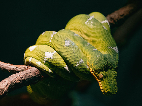Poisonous green snake wrapped around branch