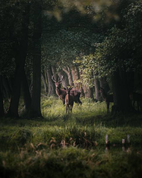 istock Vertical shot of a Red Deer group gathered in a forest with dense greenery 1436921073