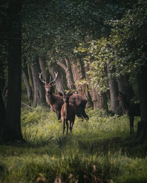 istock Vertical shot of a Red Deer group gathered in a forest with dense greenery 1436921075