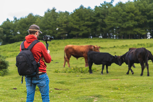 A shot of a Caucasian man in a beautiful green field looking and shooting the cows by camera in Spain