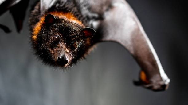 close-up of a hanging mariana fruit bat (pteropus mariannus) on a gray background - vleerhond stockfoto's en -beelden