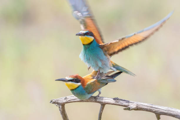 istock European bee-eater, Merops apiaster. Male and female make chicks 1436921405