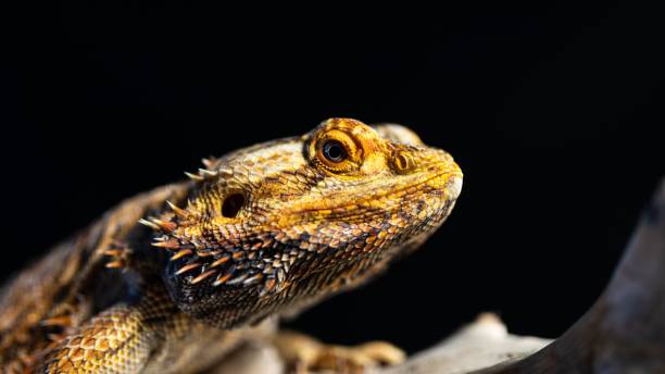 istock Close-up of a Central bearded dragon (Pogona vitticeps) on black background 1436921491