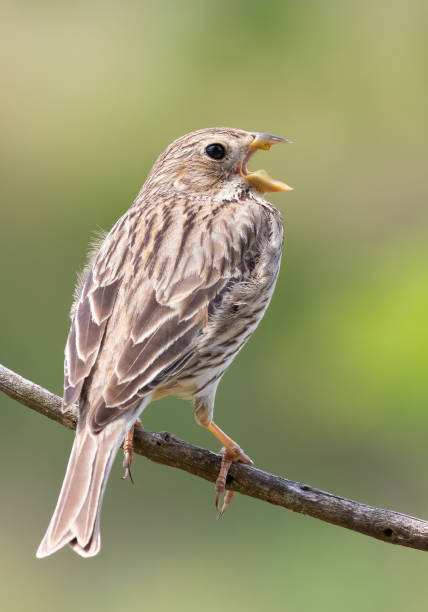 istock Corn bunting, Emberiza calandra. The male sings while sitting on a branch 1436921497