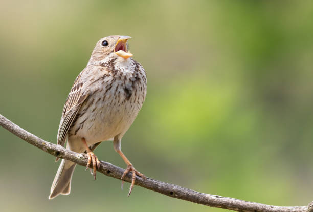 istock Corn bunting, Emberiza calandra. A bird sings, sitting on a branch, on a beautiful blurry background 1436921540