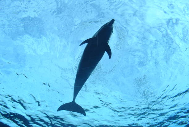 istock Mesmerizing view of a dolphin on an aquarium underwater 1436921553