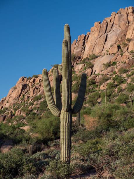 istock Vertical shot of a cactus on a grass ground under clear blue sky 1436921612