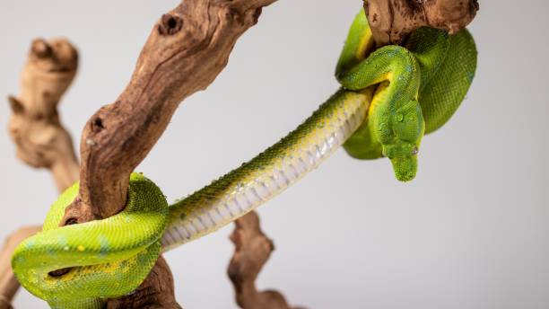 python arboricole vert (morelia viridis) s’étendant sur une bûche sur fond blanc - underbelly photos et images de collection