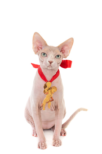 A vertical shot of a Spynx cat with Christmas angel around the neck isolated on white background