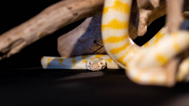 230+ Yellow Burmese Python Stok Fotoğrafları, Resimler ve Royalty-Free ...
