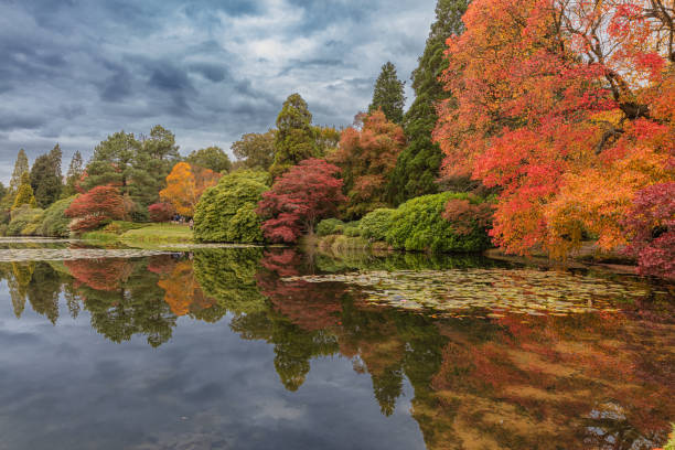 Colorful autumn nature reflected in a pond in Sheffield Park Garden, UK
