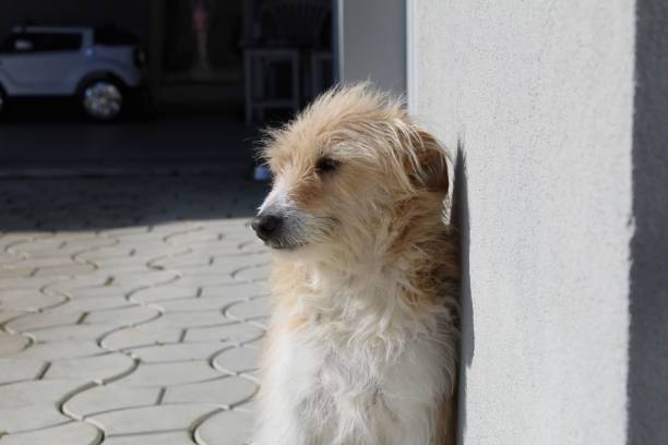 A Lakeland terrier dog leaning on a wall while standing no a pavemented road