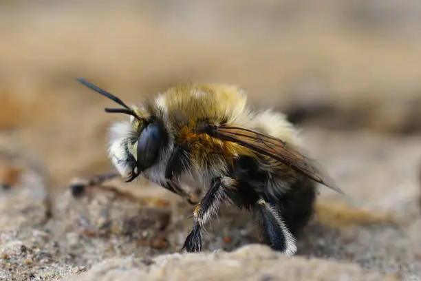 Closeup of a male of the hairy-footed flower bee , Anthophora plumipes sitting on the groun