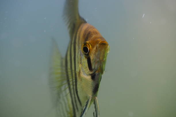 istock Closeup of fish in a cloudy tank 1436922628