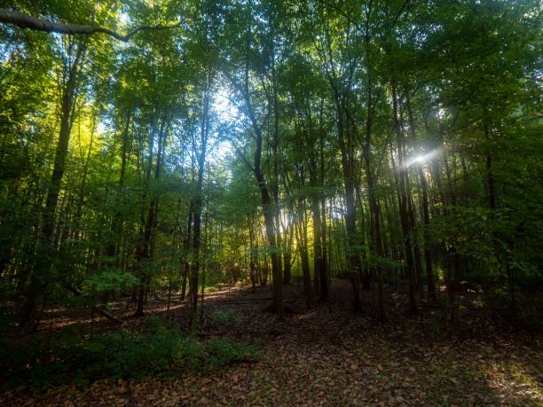 istock Beautiful scenery of trees and fall leaves on ground in a forest 1436922837