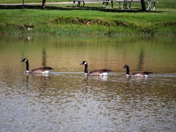istock Geese swimming in the river in a line 1436922928
