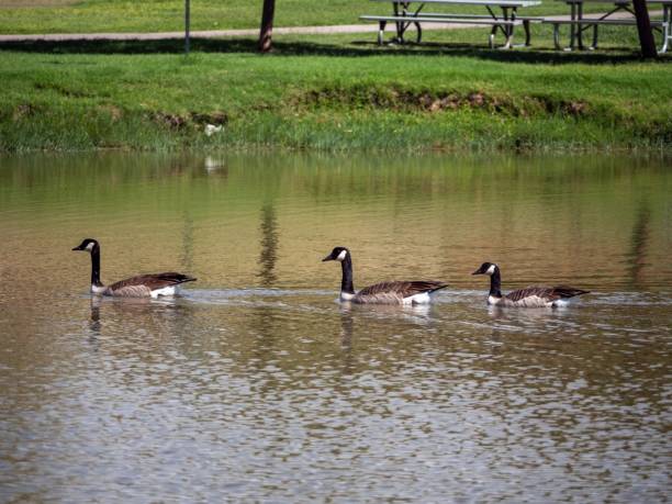 istock Geese swimming in the river in a line 1436922929