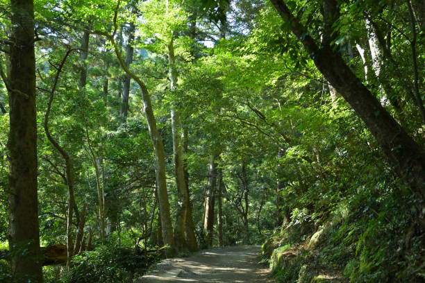 istock Mt.Takao, Tokyo, Japan (Oct-2022) 1436922939