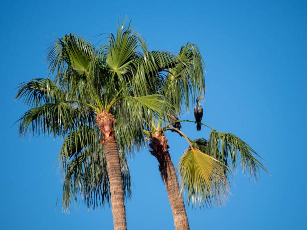 A bird perched on a palm against blue sky on a sunny day
