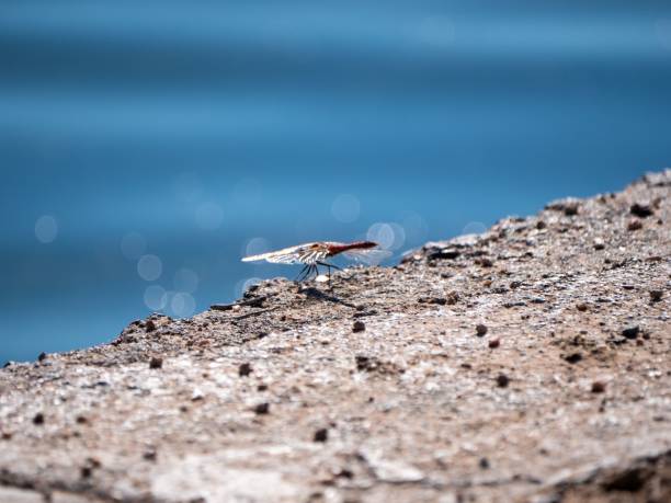 A dragonfly on a rough surface under sunlight against bokeh blue background