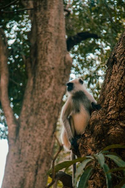istock View of a cute monkey on a tree in a forest 1436923237