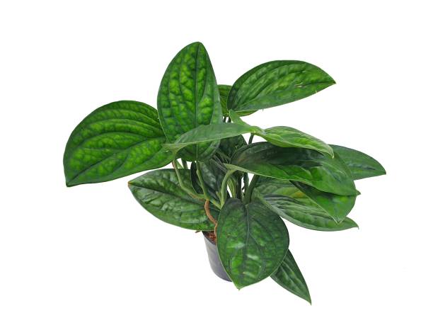 istock Monstera Peru in isolated on white background with copy space. 1436923256