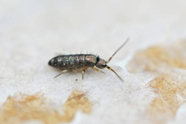 istock Closeup on a small iridescent colored springtail species in the 1436923257