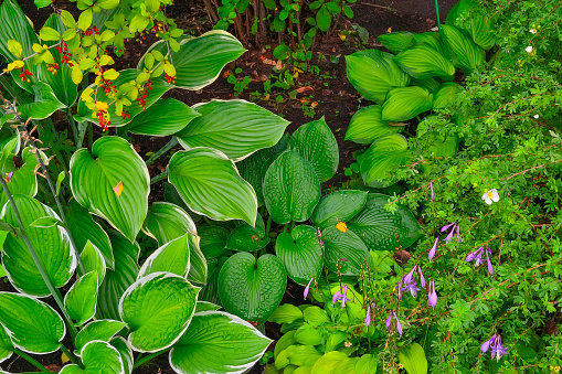 A cozy corner of the autumn garden with various ornamental plants: branch of barberry with red berries, different varieties of hostas, Shrubby Cinquefoil or Potentilla fruticosa with white flowers