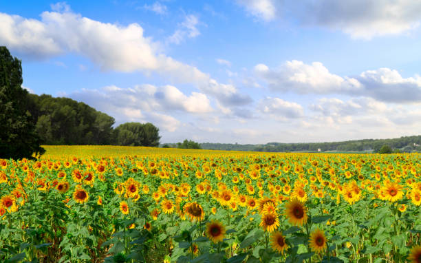 istock Field of sunflowers 1436923668