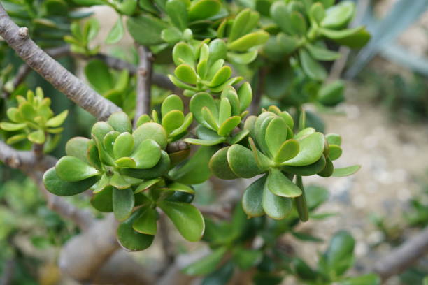 Closeup of Crassula ovata, commonly known as jade plant, lucky plant, money plant or money tree. A closeup of Crassula ovata, commonly known as jade plant, lucky plant, money plant or money tree. jade plant stock pictures, royalty-free photos & images