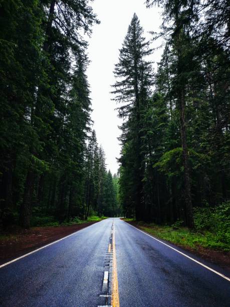 istock Empty wet asphalt road passing through a forest with coniferous trees 1436924595