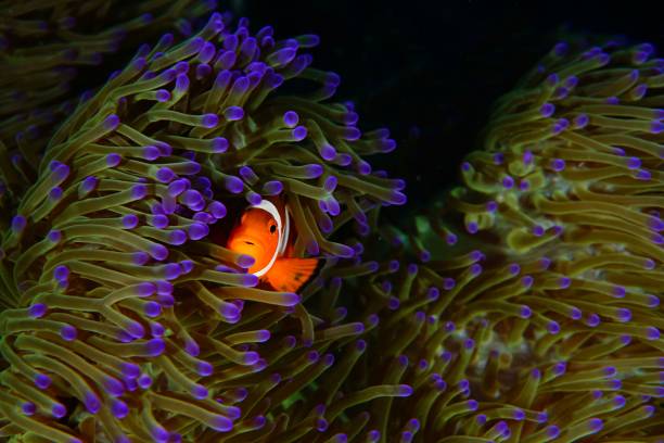 istock Clownfish or anemonefish underwater in Malaysia 1436924788