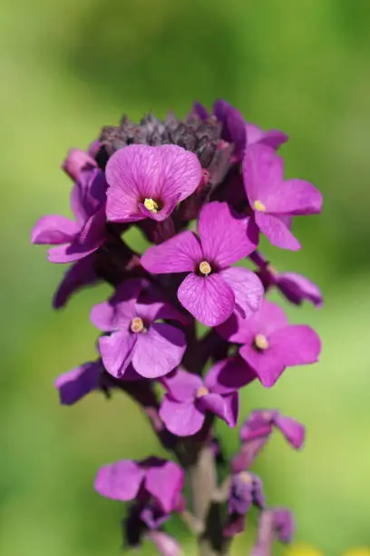 Vertical closeup on a purple wallflower, Erysimum cheiri in the garden against a green background