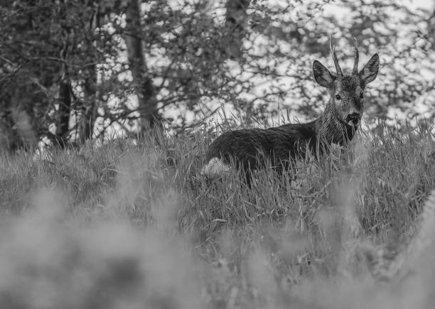 istock Grayscale shot of a deer in the wilderness 1436925172