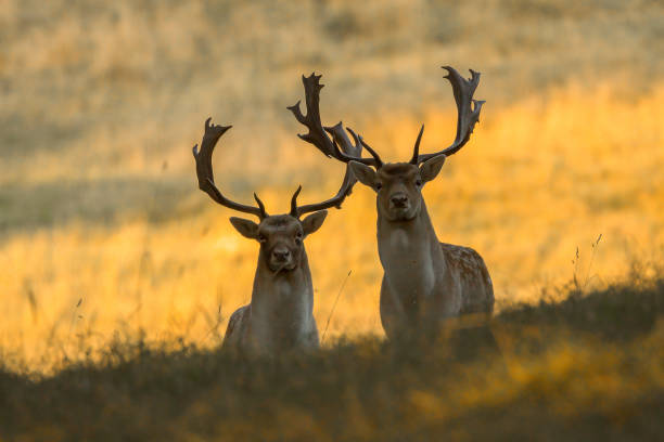 istock Roe deer in the wilderness surrounded by greenery 1436925195