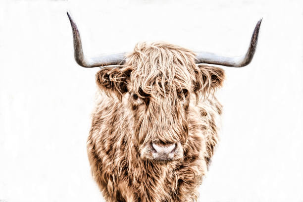 istock Highland cattle isolated on the white background 1436925927