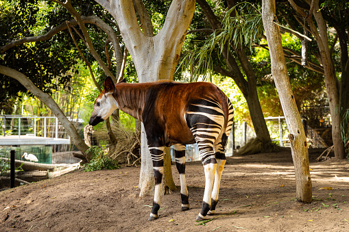 A brown okapi standing under a tree in the zoo