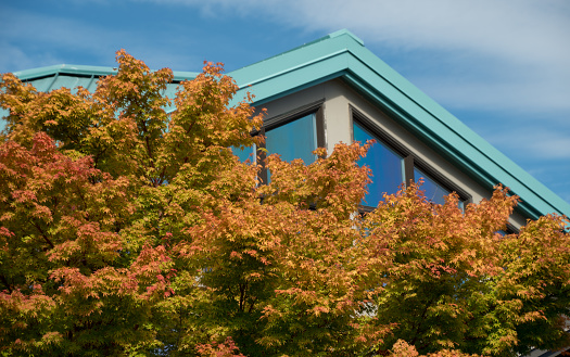 Rich autumn colors on a maple in front of a cottage in Edmonds, Western Washington