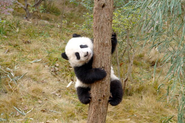 Cute baby panda climbing a tree