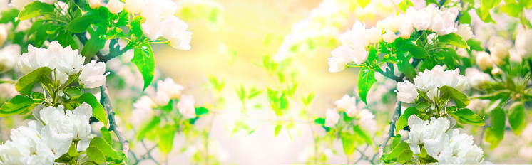 Wide spring floral banner. Young spring leaves and flowers of bird cherry tree with flower buds. Spring background. Soft selective focus. copy space