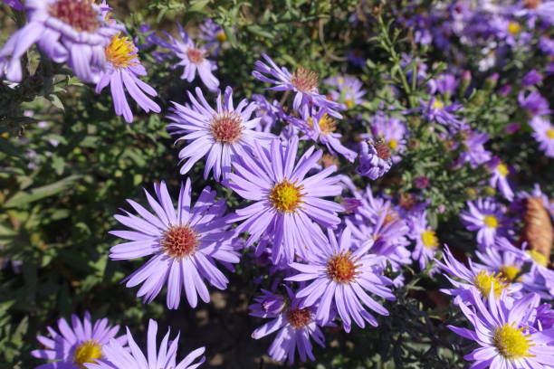 istock Blooming violet Michaelmas daisies in mid October 1436932116