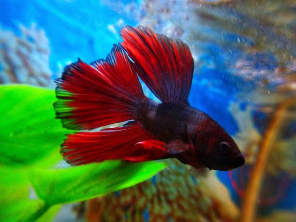 siamês lutando peixe cor vermelha close-up tiro subaquático - siamese fighting fish fish pets underwater - fotografias e filmes do acervo