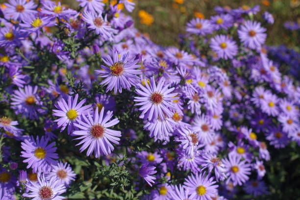 istock Flowering violet Michaelmas daisies in mid October 1436932222