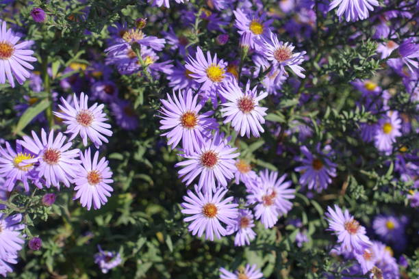 istock Flowers of violet Michaelmas daisies in mid October 1436932238