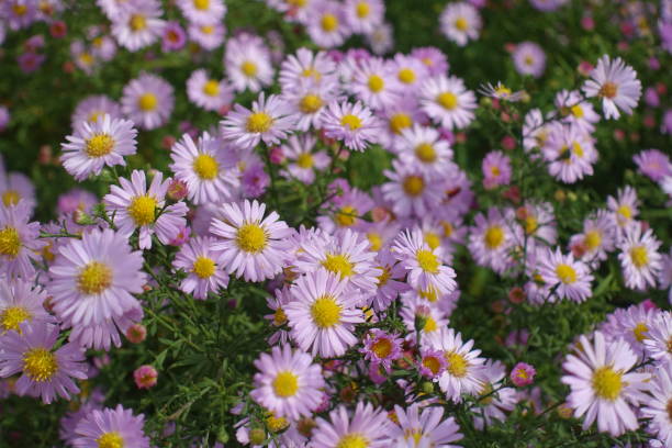 istock Aster, dumosus with numerous light pink flowers in October 1436932322