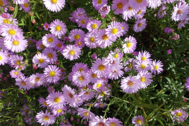 istock Blooming bright pink Michaelmas daisies in October 1436932358