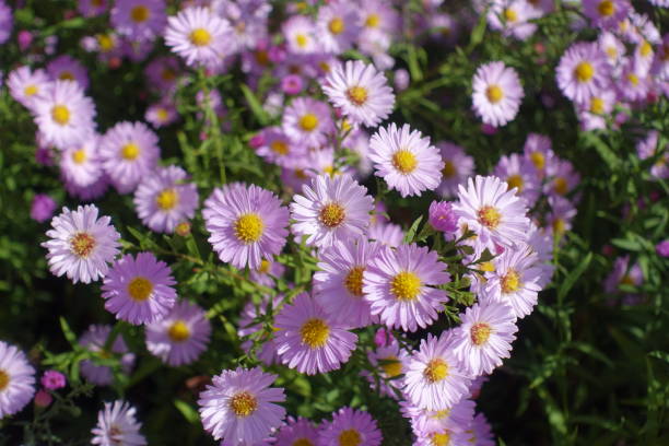 istock Blossom of light pink Michaelmas daisies in October 1436932405