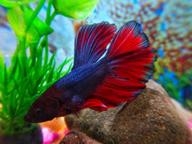 istock Siamese fighting fish red color Close-up underwater shot 1436933516