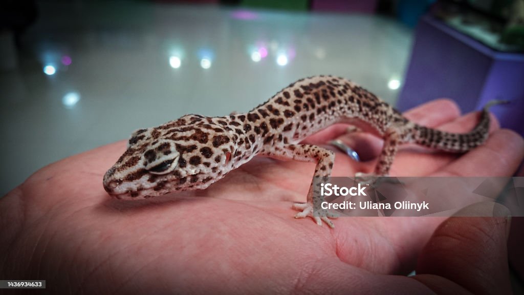 Young Gekon lamparci sits on palm Young Gekon lamparci sits on woman palm Animal Stock Photo