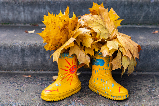 Russia. Saint-Petersburg. Bouquet of autumn leaves in rubber boots.